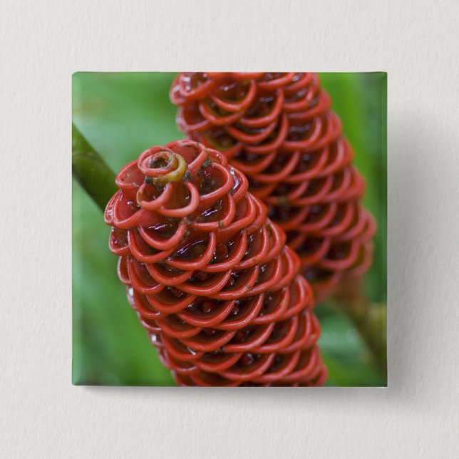 Beehive Ginger, Zingiber spectabile), Button (Front)