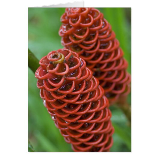 Beehive Ginger, Zingiber spectabile), Cards (Front)