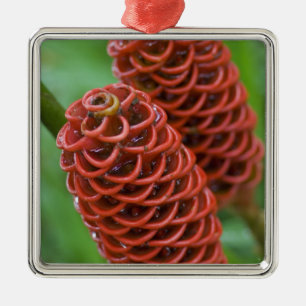 Beehive Ginger, Zingiber spectabile), Metal Ornament