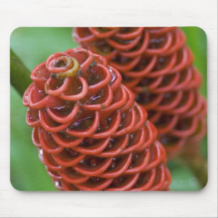 Beehive Ginger, Zingiber spectabile), Mouse Pad