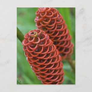 Beehive Ginger, Zingiber spectabile), Postcard