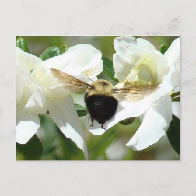 Bee'n Busy Postcard (Front)