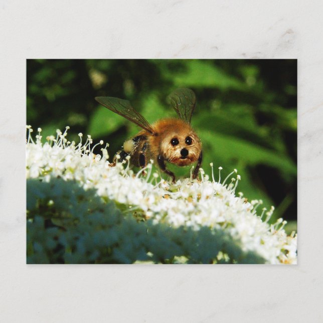 Beeog Postcard (Front)