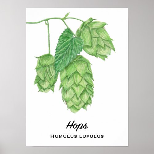 Beer Hops Watercolor Painting Poster