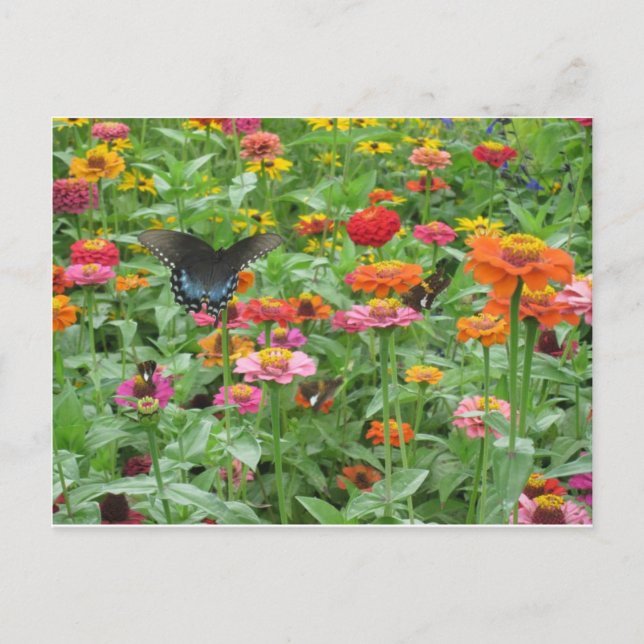 Beersheba Springs Postcard (Front)