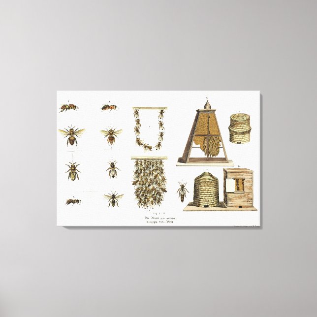 Bees and bee-keeping, from 'The Young Landsman', p Canvas Print (Front)