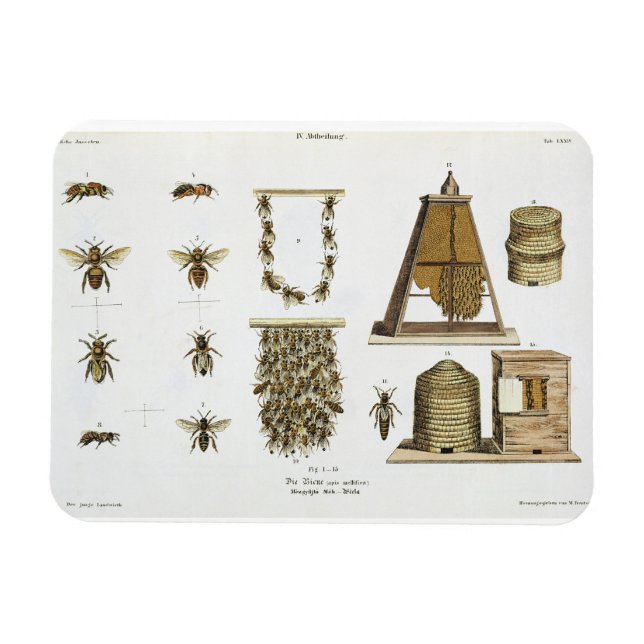 Bees and bee-keeping, from 'The Young Landsman', p Magnet (Horizontal)