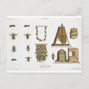 Bees and bee-keeping, from 'The Young Landsman', p Postcard