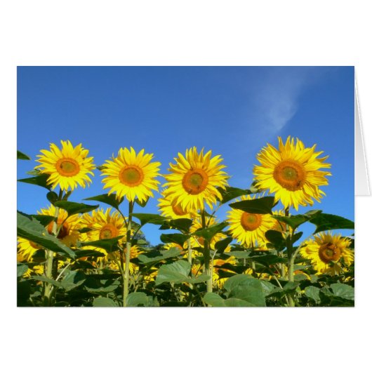 Bees and Sunflowers Against a Vibrant Blue Sky (Front Horizontal)