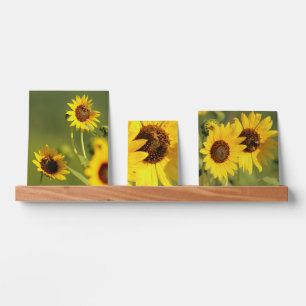 Bees and Wild Sunflowers Three Photo Set Picture Ledge