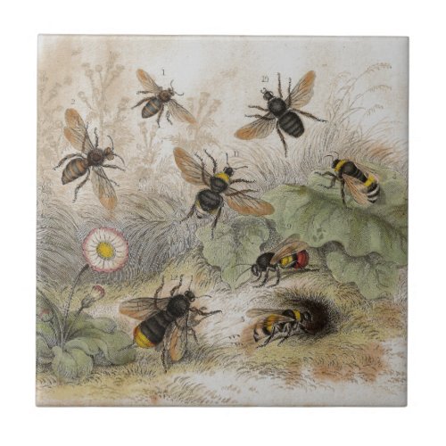 Bees Antique Lithograph print tile