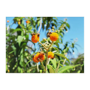 Bees at Work Acrylic Print