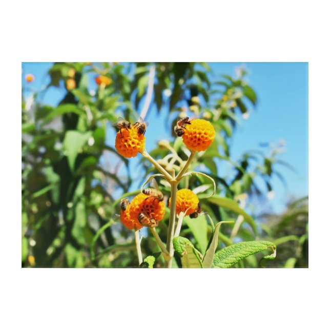 Bees at Work Acrylic Print (Front)