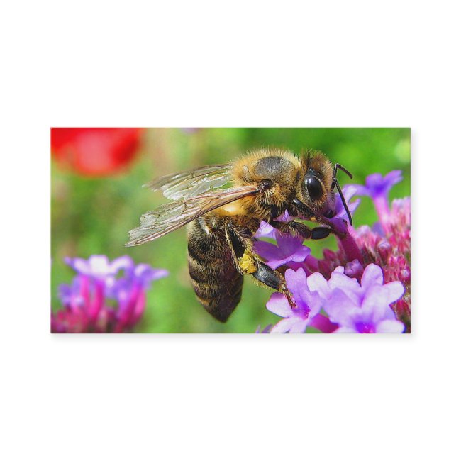 Bees for Sale