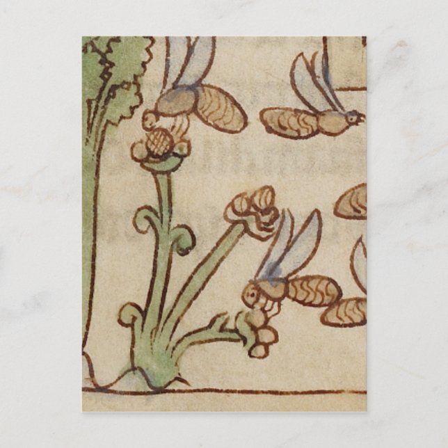 Bees from a Medieval Manuscript Postcard (Front)