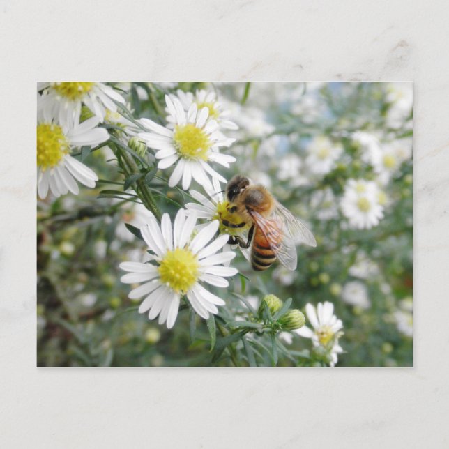 Bees Honey Bee Wildflowers Flowers Daisies Photo Postcard (Front)