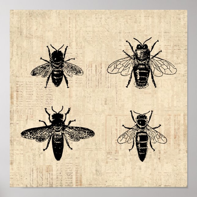 Bees Illustration Antique Bee Art Vintage Design Poster (Front)