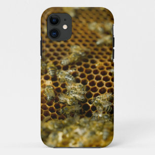Bees In Hive, Western Cape, South Africa iPhone 11 Case
