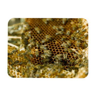 Bees In Hive, Western Cape, South Africa Magnet