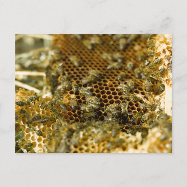 Bees In Hive, Western Cape, South Africa Postcard (Front)