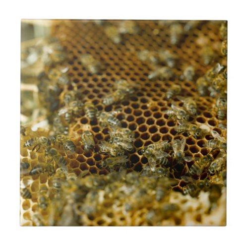 Bees In Hive Western Cape South Africa Tile