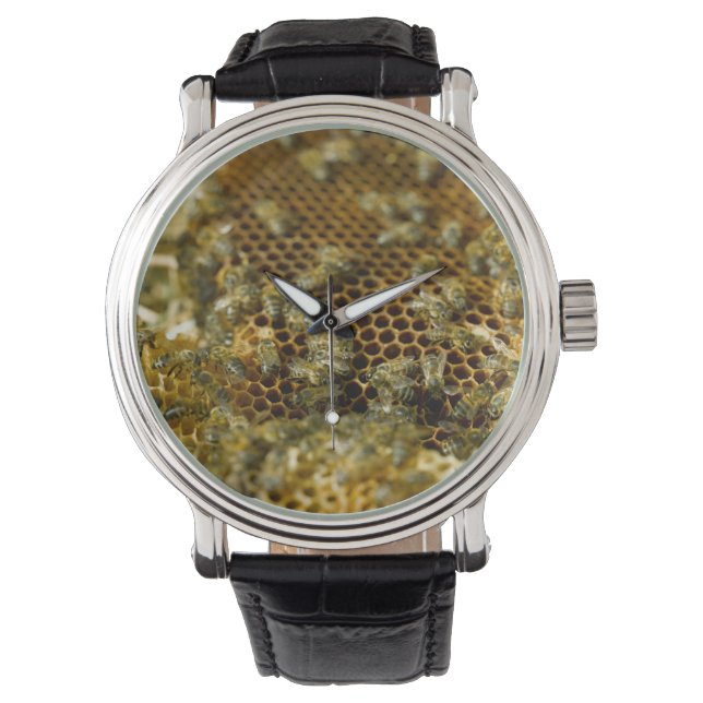 Bees In Hive, Western Cape, South Africa Watch (Front)