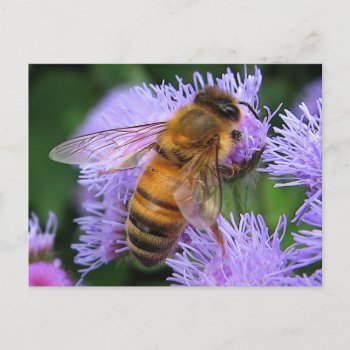 Bees Knees Honeybee On Purple Ageratum Postcard by Bebops at Zazzle