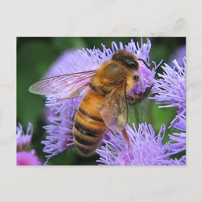 Bees Knees Honeybee on purple ageratum postcard