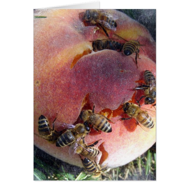 Bees on a Peach Cards (Front)