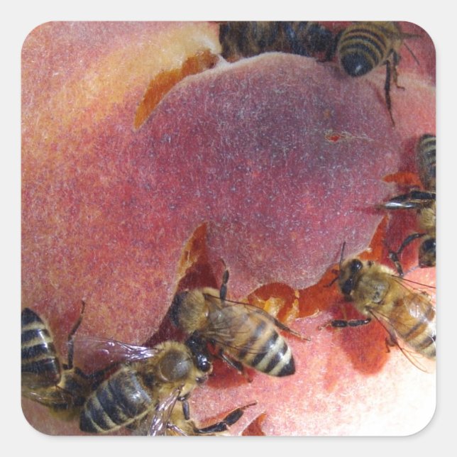 Bees on a Peach Square Sticker (Front)