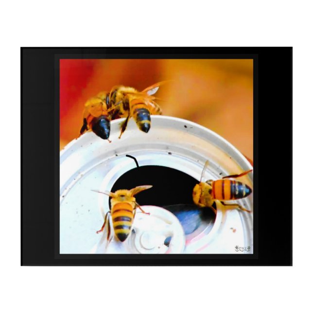 Bees on a Soda Can Acrylic Print (Front)