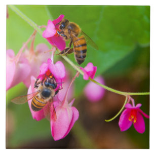 Bees On Coral Vine Flowers Ceramic Tile