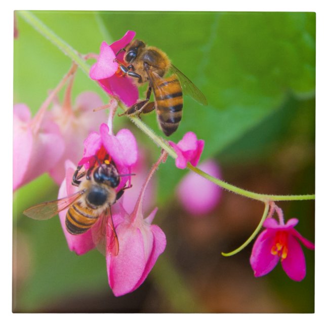 Bees On Coral Vine Flowers Ceramic Tile (Front)