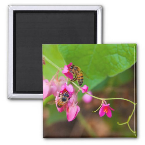 Bees On Coral Vine Flowers Magnet