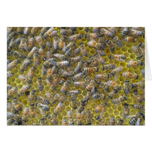 Bees on honeycomb (Front Horizontal)