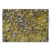 Bees on honeycomb cards (Front Horizontal)