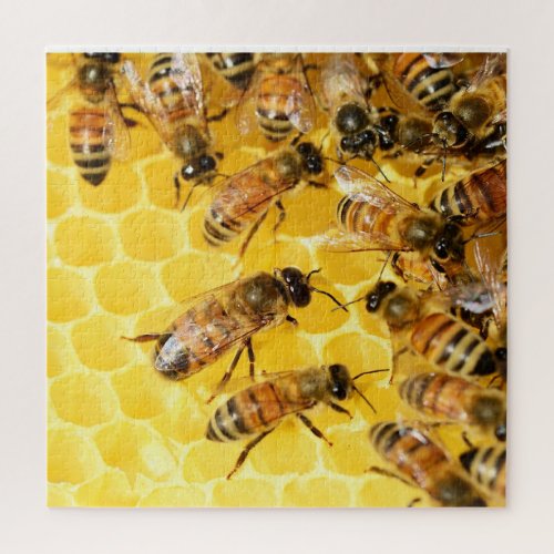 Bees on Honeycomb _ Puzzle