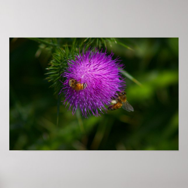 Bees on Milk Thistle Poster (Front)