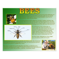 Bees