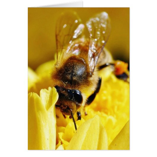 Bees Pollen Insects Wings Macro Bugs Cards (Front)