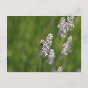 Bees Postcard