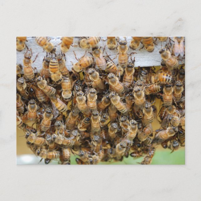 Bees!  postcard (Front)