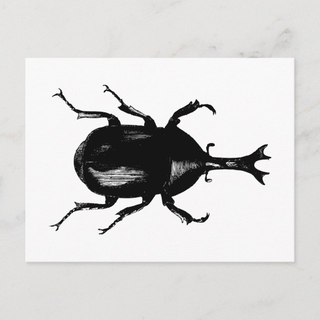 Beetle Beetles Insect Bug Vintage Wood Engraving Postcard (Front)
