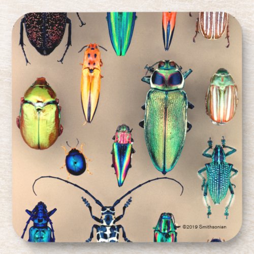 Beetle Collection Beverage Coaster