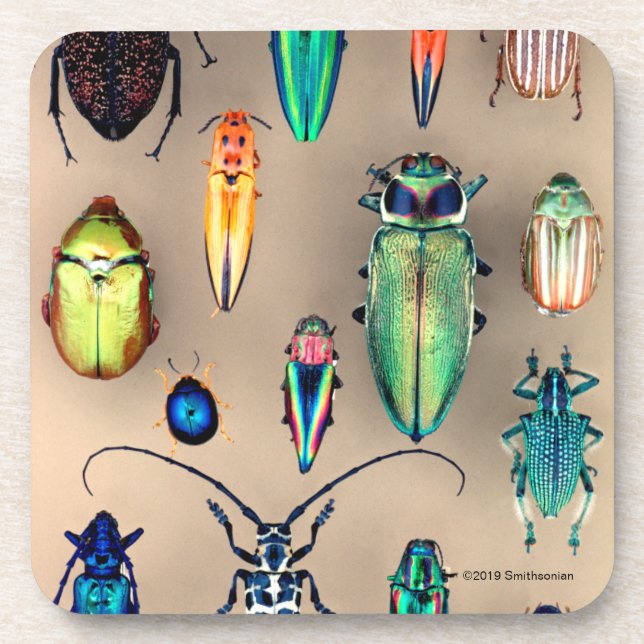 Beetle Collection Beverage Coaster (Front)