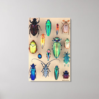 Beetle Collection Canvas Print