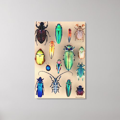 Beetle Collection Canvas Print