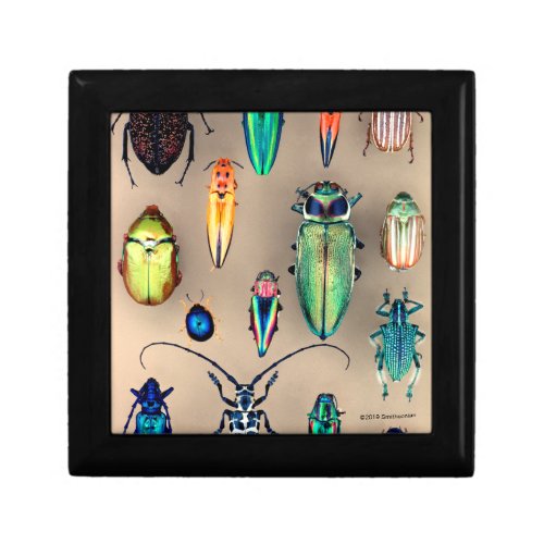 Beetle Collection Gift Box