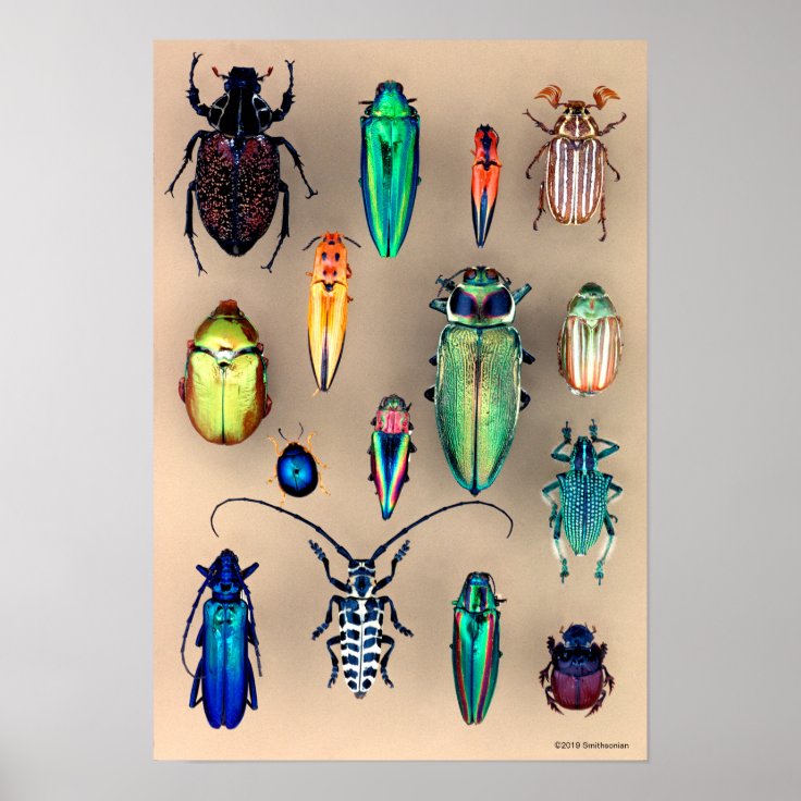 Beetle Collection Poster | Zazzle