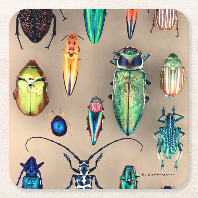 Beetle Collection Square Paper Coaster (Front)